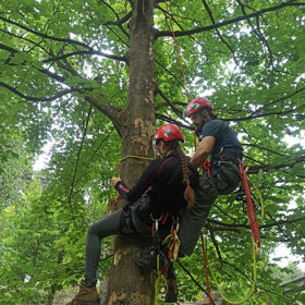 Evacuation and First Aid in Tree Climbing