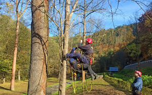 Call for treeclimbers. Evacuation and first aid in tree climbing training available.